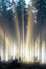 Misty spruce forest in the morning
Misty morning with strong colorful sun beams in a spruce forest...