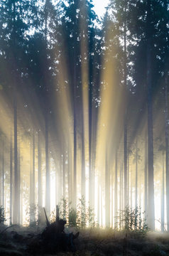 Misty spruce forest in the morning
Misty morning with strong colorful sun beams in a spruce forest in Germany near Bad Berleburg. High contrast and backlit scene.
