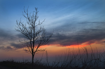 Fototapeta na wymiar Tree Silhouette on Red Burning Sky