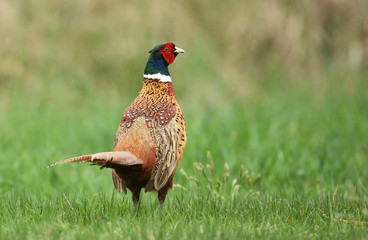 pheasant