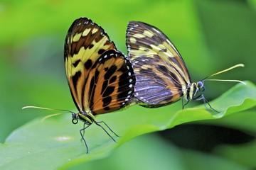 Fototapeta na wymiar Tiger longwing butterflies matting