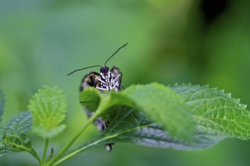 White Paper butterfly peeking