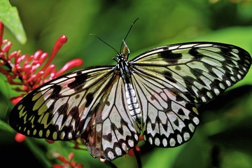 Fototapeta na wymiar White Paper butterfly