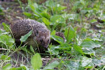 Hedgehogs on the grass