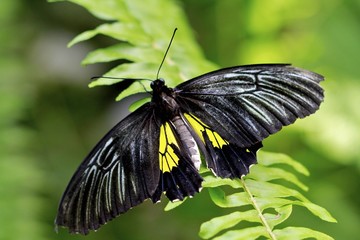 swallowtail butterfly dorsal view