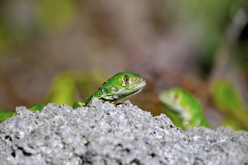 Small green lizards on a rock