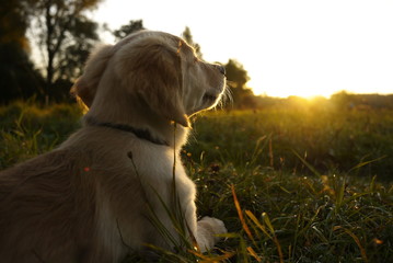 Golden Retriever Welpe