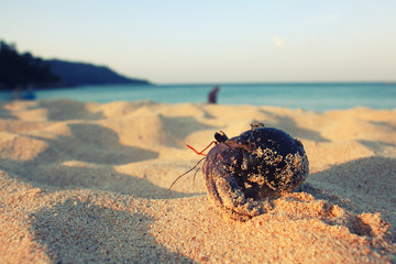 crab on sand beach coast