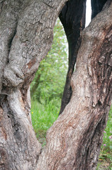 Obraz premium trunk tree
