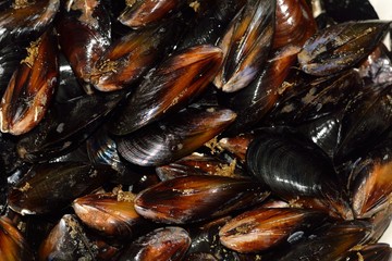 Fresh mussels useful from the sea