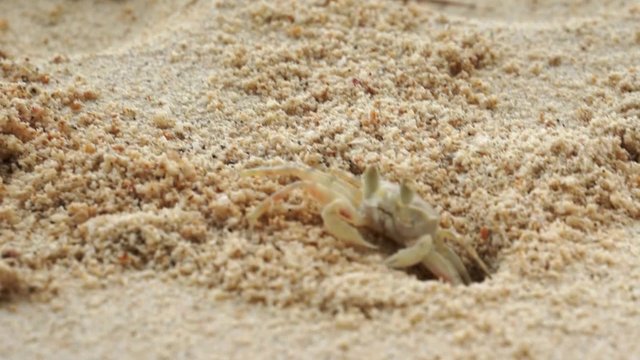 Ghost crab digging sand by bringing up the sand from the hole
