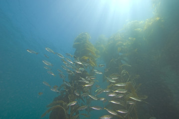 Fototapeta na wymiar Kelp Forest and Bait fish underwater at California beach