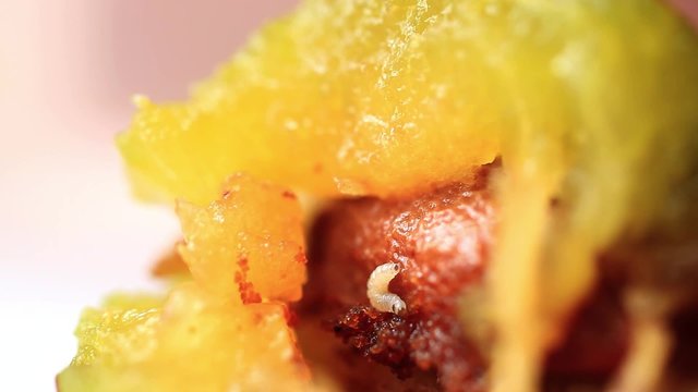 worm in the fruit eats plum