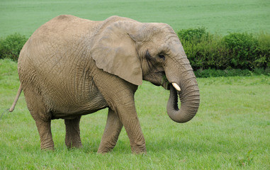 Fototapeta na wymiar Female African Elephant grazing on lush green grass