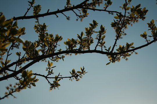 Blooms of a Pear tree