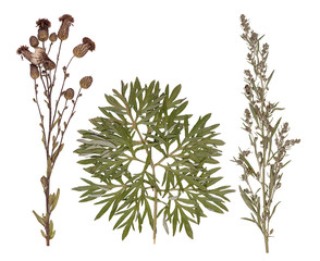 Set of wild dry pressed flowers and leaves