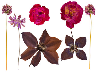 Set of wild dry pressed flowers and leaves