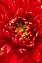 red dahlia