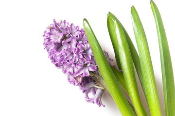 Fototapeta premium hyacinth