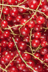 redcurrant