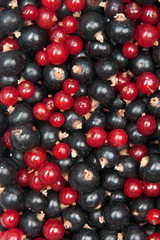redcurrant and  blackcurrant