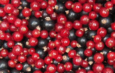 redcurrant and  blackcurrant