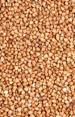 buckwheat;