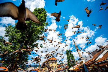 Old square with flying pigeons in Sarajevo