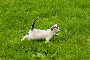 kitten in the  grass