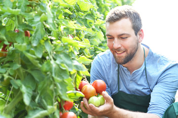 Gärtner in einem Gewächshaus prüft seine Tomatenpflanzen, Anbau von Gemüse in der Landwirtschaft // Farmer in a greenhouse with tomato plants