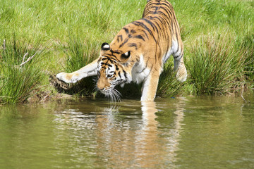 Tijger gaat voorzichtig het water in.