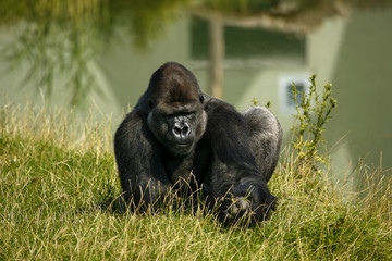 Gorilla telt de grassprietjes.