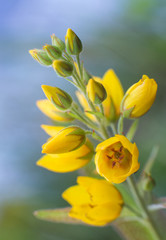 Fototapeta premium Flower Lysimachia vulgaris