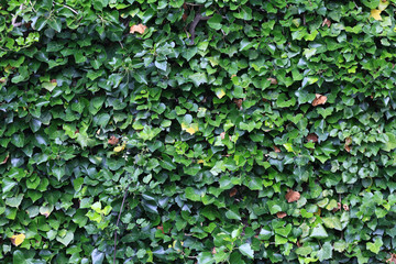 forest landscape in summer europe pine