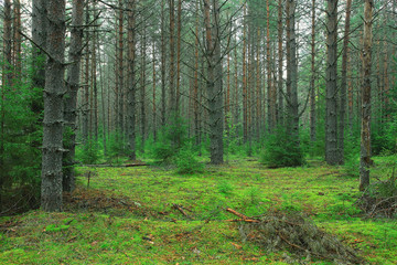 Summer dense forest landscape