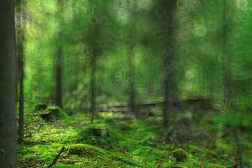 summer forest blurred texture background bokeh