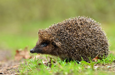Young hedgehog in natural habitat