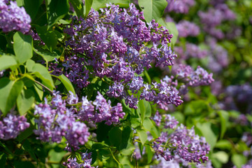 Fototapeta premium Blossoming pink lilac