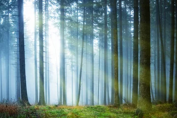 Gartenposter Bestsellern Landschaften Sonne scheint durch Nebel im Wald