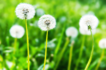 White dandelions on the green lawn
