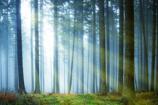 Fototapeta Sun shining through fog in the forest