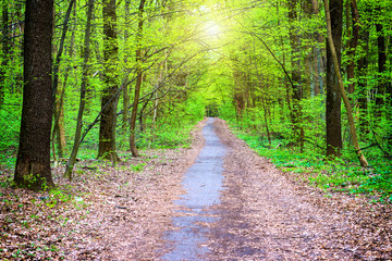 Path in beautiful green park