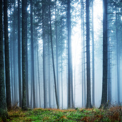 Mysterious fog in the green forest © Pavlo Vakhrushev