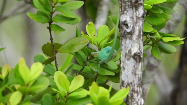 Gr&uuml;ner Anolis (Anolis carolinensis)