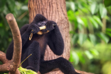 Yellow-cheeked gibbon male, Nomascus gabriellae 