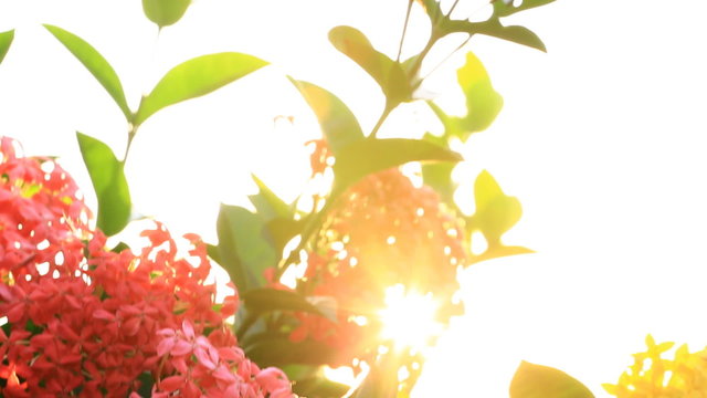 Blooming Red Ixora flowers Nature Footage with flare , Dolly camera