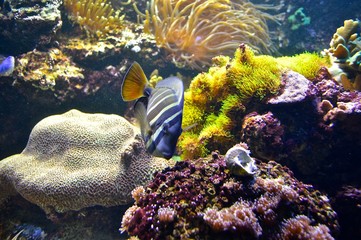 Plakat Tropical fish swimming around the coral reef