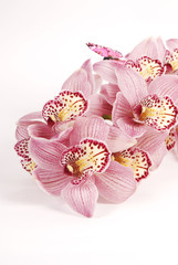Orchids Cymbidium