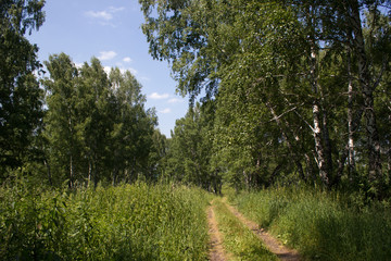 Fototapeta na wymiar road in the woods along the beautiful young birch trees