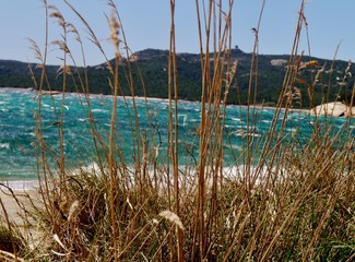T&uuml;rkises Meer hinter Halmen